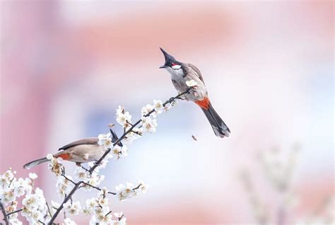 放鳥語譯|【中文